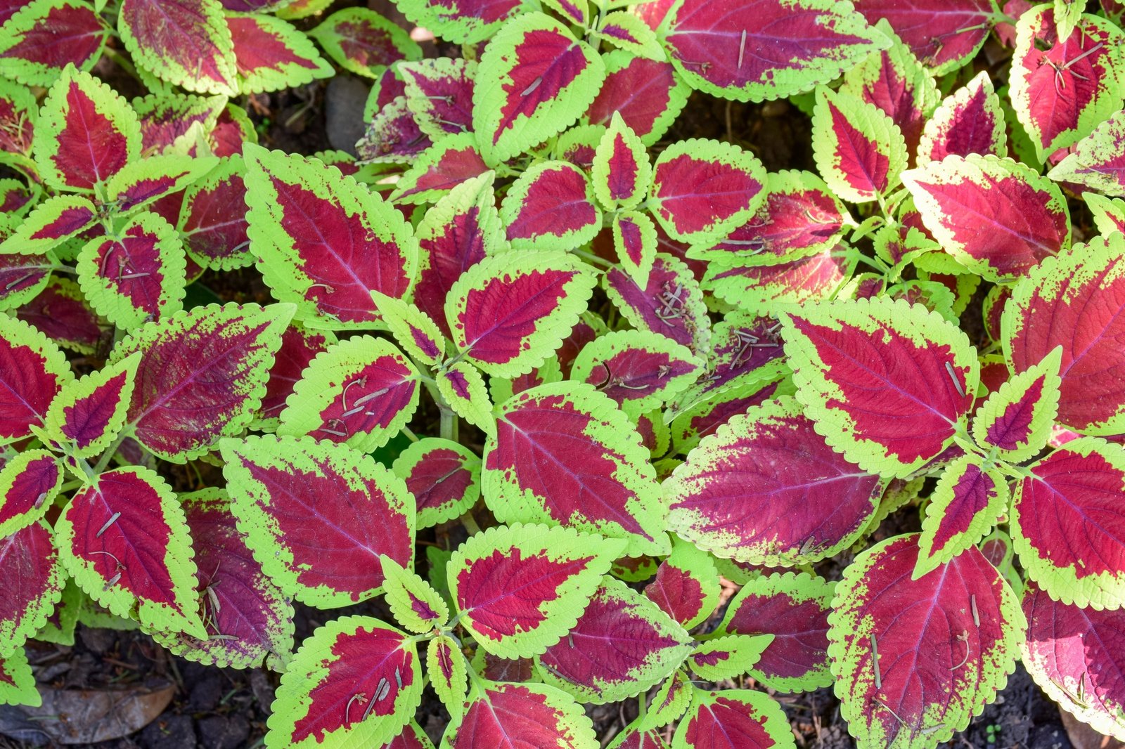 Coleus Extract