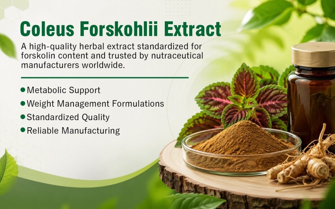 Coleus Forskohlii Extract powder for nutraceutical applications